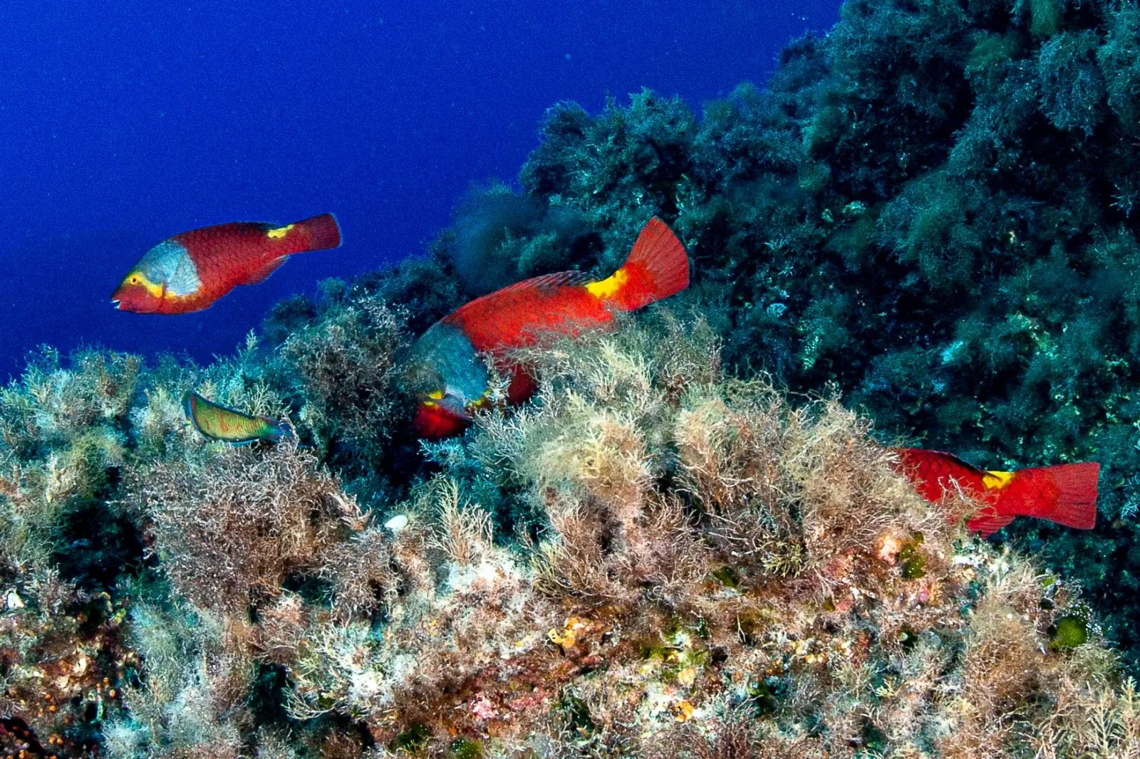 Punta Omo Morto